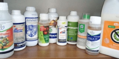 Letak o grožđu: mjere kontrole, narodni lijekovi, fotografija